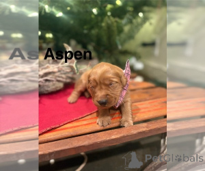 Photo №3. Golden Retriever Litter of Puppies For Sale. Australia