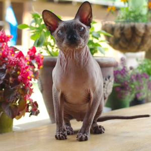 Photo №1. sphynx-katze - for sale in the city of Chelyabinsk | 723$ | Announcement № 7069