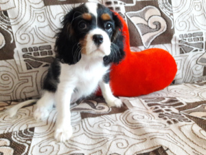 Photo №2 to announcement № 1932 for the sale of cavalier king charles spaniel - buy in Finland from nursery