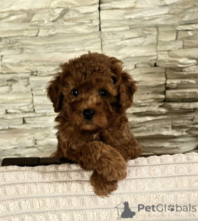 Photo №4. I will sell poodle (toy) in the city of Панчево.  - price - negotiated