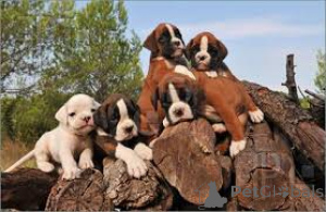 Photo №4. I will sell boxer in the city of Oxford.  - price - negotiated