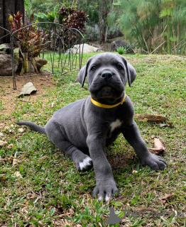 Photo №1. cane corso - for sale in the city of Bad Vilbel | negotiated | Announcement № 160715