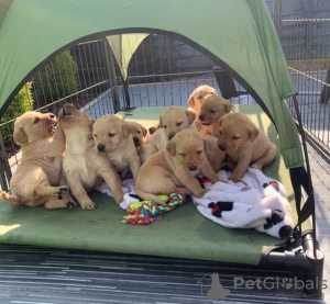 Photo №1. labrador retriever - for sale in the city of St. Petersburg | 578$ | Announcement № 9989