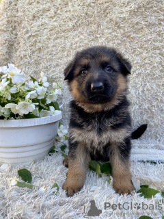 Photo №3. Puppies of the German Vivcharka. Ukraine