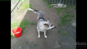 Photo №1. west siberian laika - for sale in the city of Олевск | 37$ | Announcement № 15447