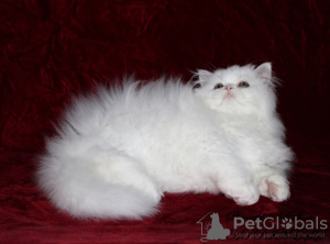 Photo №3. Gorgeous Persian kitten-boy of snow-white color PER w, modern type. Ukraine