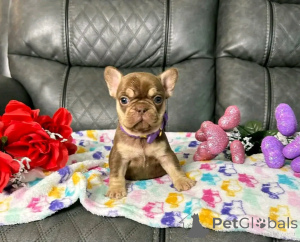 Photo №1. french bulldog - for sale in the city of Berlin | 471$ | Announcement № 136555