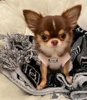 Photo №1. chihuahua - for sale in the city of Stockholm | 500$ | Announcement № 42159