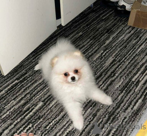 Photo №2 to announcement № 162597 for the sale of pomeranian - buy in Switzerland private announcement