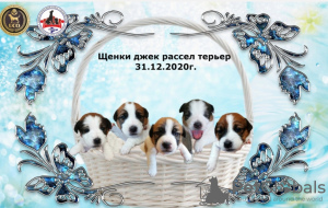 Photo №2 to announcement № 8991 for the sale of jack russell terrier - buy in Russian Federation private announcement