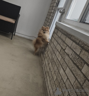 Photo №3. Pomeranian puppy Maya is looking for an owner. Canada