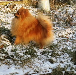 Photo №2 to announcement № 4143 for the sale of pomeranian - buy in Russian Federation from nursery