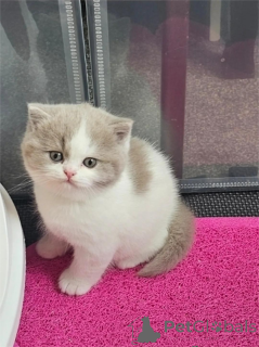 Photo №1. british shorthair - for sale in the city of Dülmen | 329$ | Announcement № 153483
