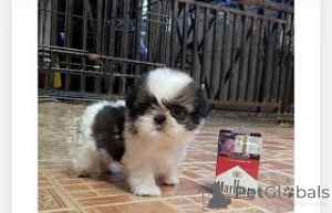 Photo №3. Teacup Shih Tzu Puppies. United Kingdom