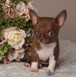 Photo №2 to announcement № 10381 for the sale of chihuahua - buy in Russian Federation from nursery, breeder