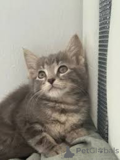 Photo №3. Russian Blue kittens now available for adoption!!!Call Or Text us. Greece