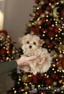 Photo №3. Maltipoo girl, super mini, micro. Poland