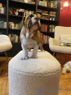 Photo №4. I will sell english bulldog in the city of Belgrade.  - price - negotiated