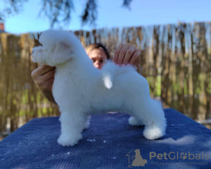 Photo №1. bichon frise - for sale in the city of Belgrade | negotiated | Announcement № 97131