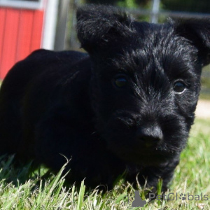 Photo №4. I will sell scottish terrier in the city of Audenard. private announcement, breeder - price - 619$