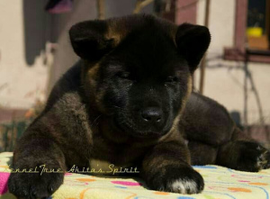 Photo №2 to announcement № 2248 for the sale of american akita - buy in Russian Federation from nursery, breeder