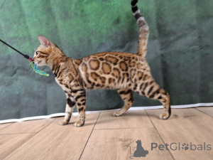 Photo №3. Bengal female. Poland