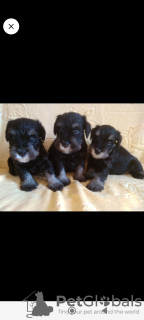 Photo №1. schnauzer - for sale in the city of Yekaterinburg | 586$ | Announcement № 112551