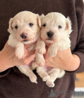 Photo №1. coton de tulear - for sale in the city of Athens | negotiated | Announcement № 171864