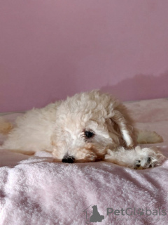 Photo №4. I will sell poodle (toy) in the city of Ruma. breeder - price - negotiated