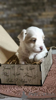 Photo №1. havanese dog - for sale in the city of Zrenjanin | negotiated | Announcement № 154966