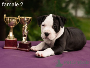 Photo №1. american staffordshire terrier - for sale in the city of Minsk | 769$ | Announcement № 11161