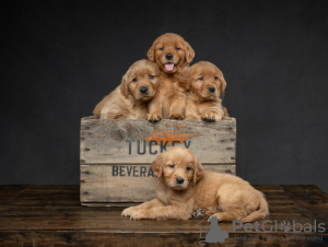 Photo №1. golden retriever - for sale in the city of Helsinki | negotiated | Announcement № 88137