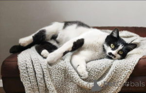 Photo №3. Kitty Busya is waiting for good owners!. Russian Federation