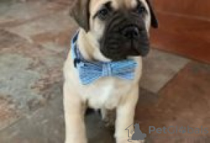 Photo №2 to announcement № 129129 for the sale of bullmastiff - buy in Finland breeder