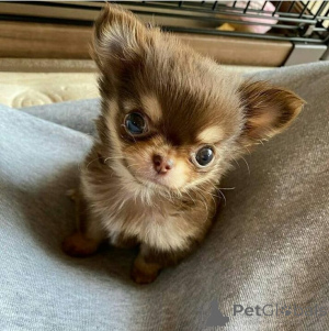 Photo №2 to announcement № 138862 for the sale of chihuahua - buy in Germany private announcement, breeder