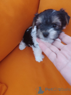 Photo №2 to announcement № 175694 for the sale of beaver yorkshire terrier - buy in Israel private announcement