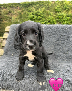 Photo №2 to announcement № 168859 for the sale of english cocker spaniel - buy in Cyprus private announcement