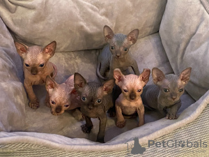 Photo №2 to announcement № 111191 for the sale of sphynx cat - buy in United States private announcement