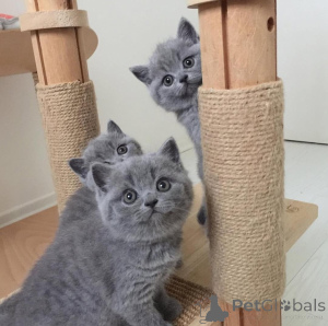 Photo №1. british shorthair - for sale in the city of OSLO | 516$ | Announcement № 177848