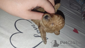 Additional photos: Toy poodle puppies (4 girls, 1 boy) were born on 03/03/2023