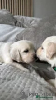 Photo №2 to announcement № 169266 for the sale of golden retriever - buy in Georgia breeder