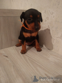 Photo №1. miniature pinscher - for sale in the city of Bobruisk | 215$ | Announcement № 18280