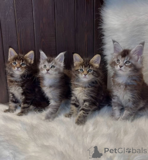Photo №3. Maine Coon kittens. United States