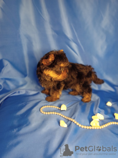 Photo №4. I will sell beaver yorkshire terrier in the city of Minsk.  - price - 260$