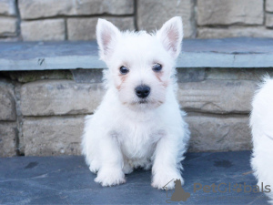 Photo №1. west highland white terrier - for sale in the city of Newtown | 946$ | Announcement № 11838