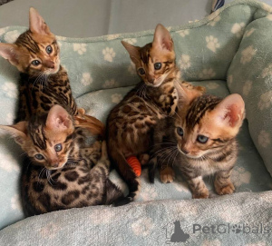 Photo №1. bengal cat - for sale in the city of Austkhoizer | negotiated | Announcement № 147218