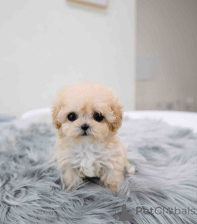 Photo №2 to announcement № 139126 for the sale of maltipu - buy in Virgin Islands, U.S. breeder
