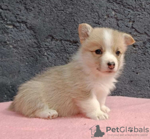 Photo №1. welsh corgi - for sale in the city of Bačka Topola | negotiated | Announcement № 120005