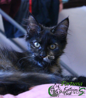 Photo №1. maine coon - for sale in the city of St. Petersburg | 370$ | Announcement № 18723
