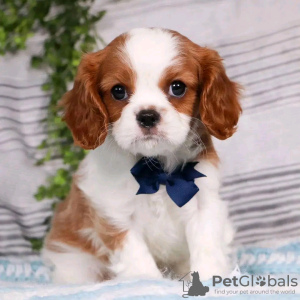 Photo №3. Beautiful Health Cavalier Puppies Business WhatsApp 37256062792. Finland